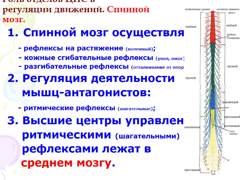 Роль отделов ЦНС в  регуляции движений. Спинной мозг. Спинной мозг осуществляет:  